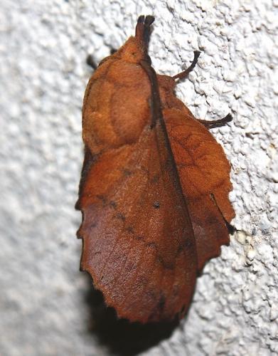 Réf. 210 127 : Gastropacha quercifolia